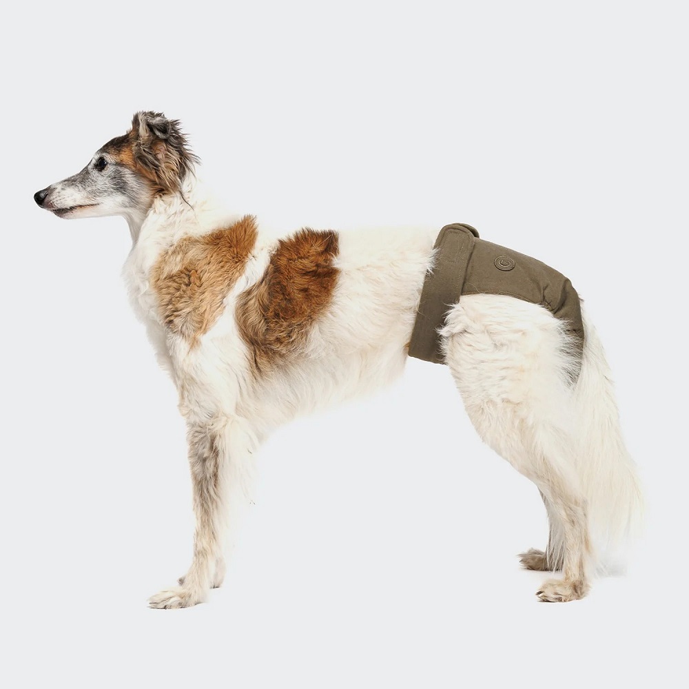 dog pants